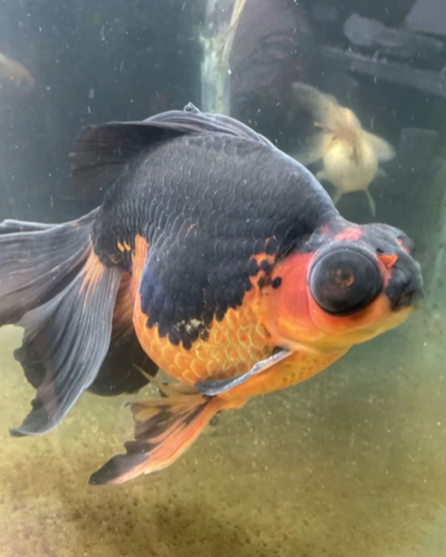 goldfish in a rough shape in aquarium