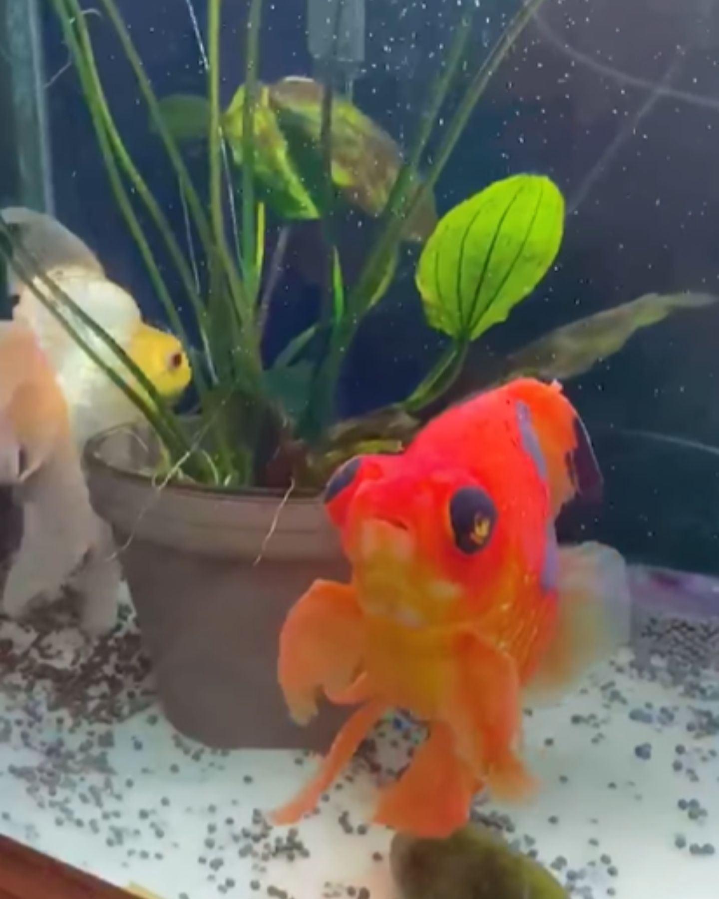 goldfish swimming