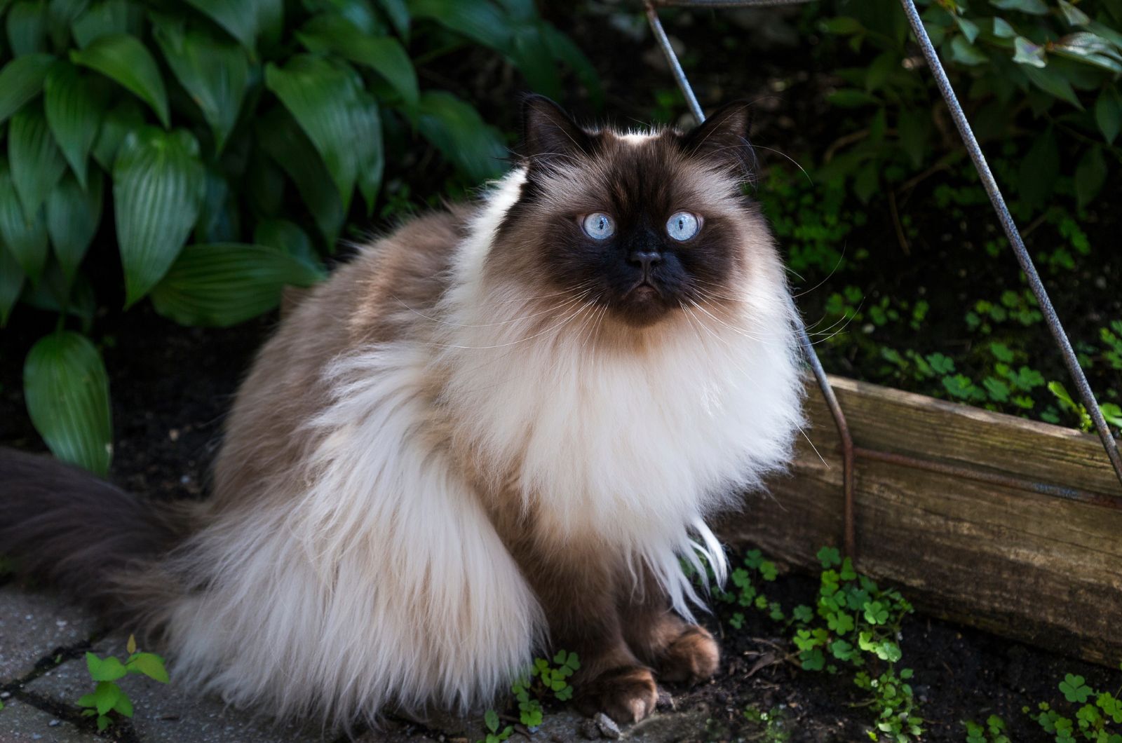 gorgeous fluffy cat