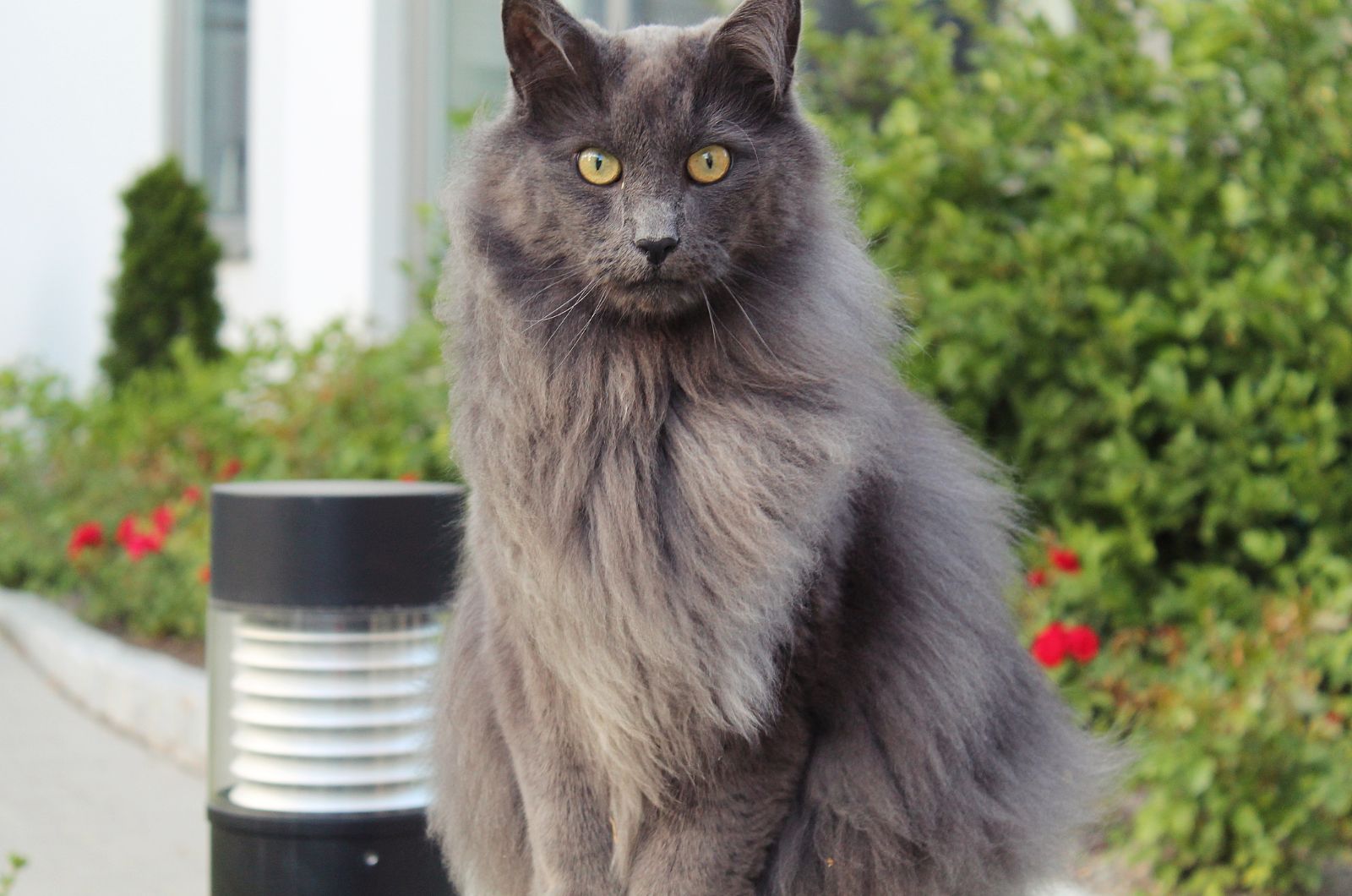 gray cat