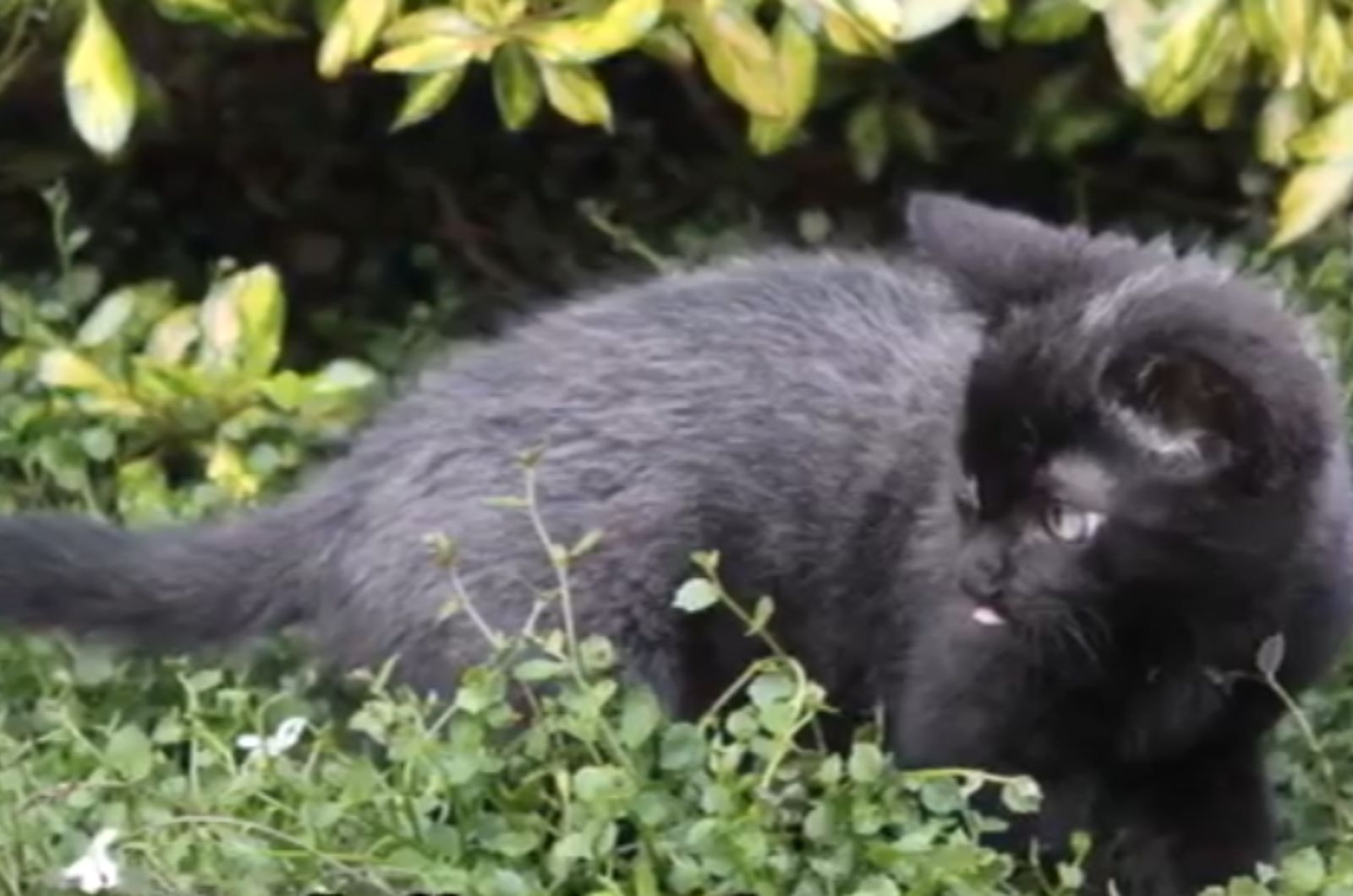 gray kitten in yard