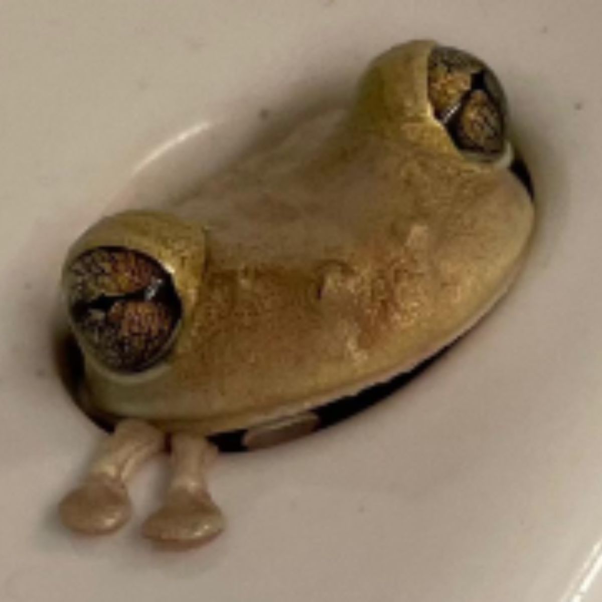 green frog in sink