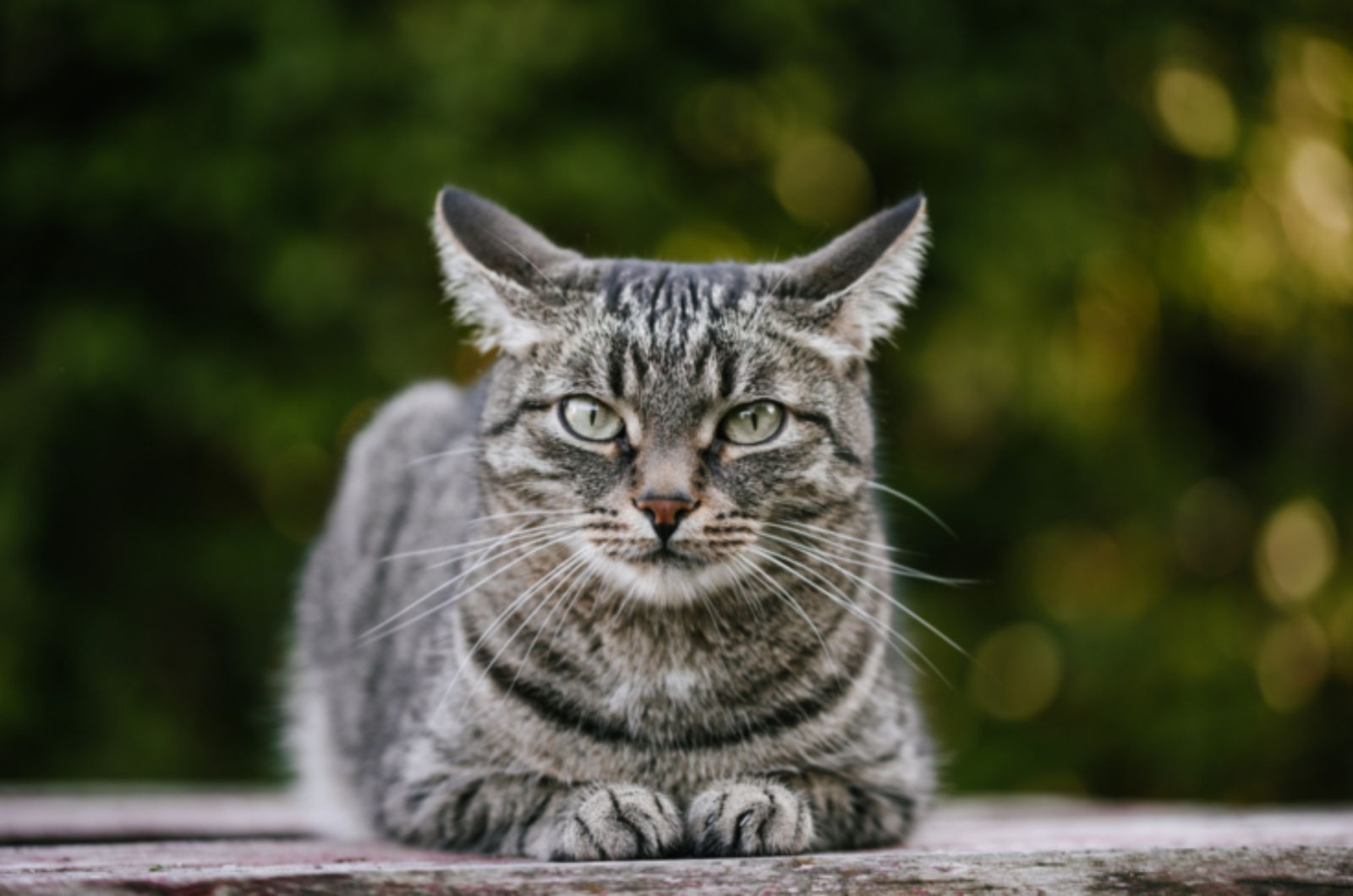 grey tabby cat