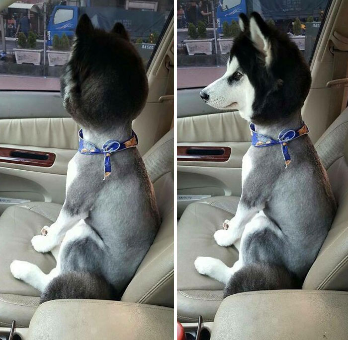 hairstyled husky in the car