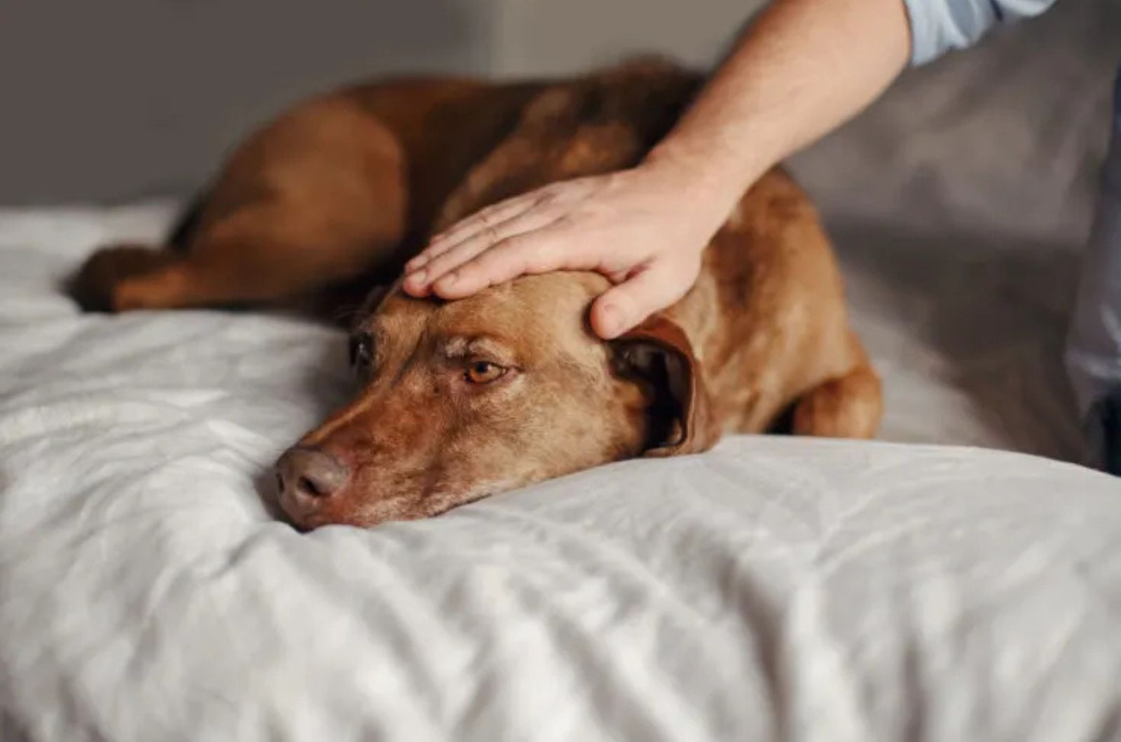 hand petting sleeping dog