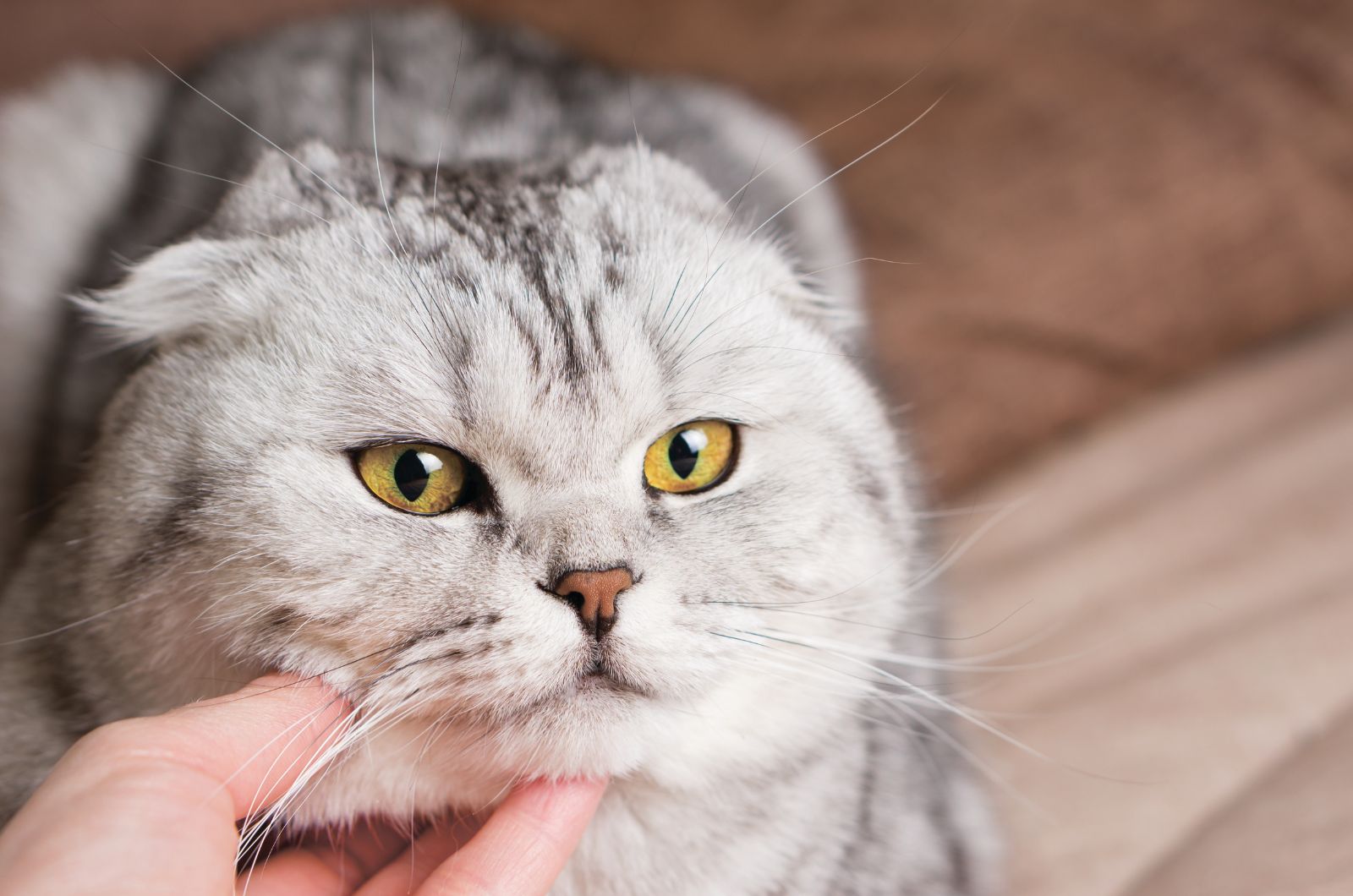 hand scratching cat