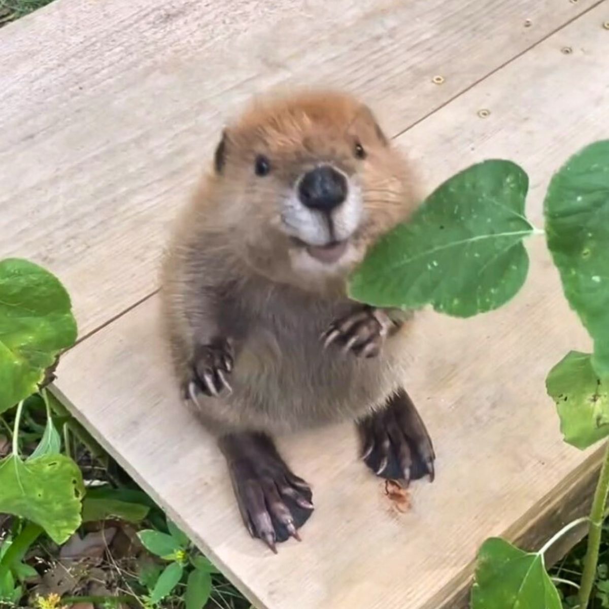 happy beaver