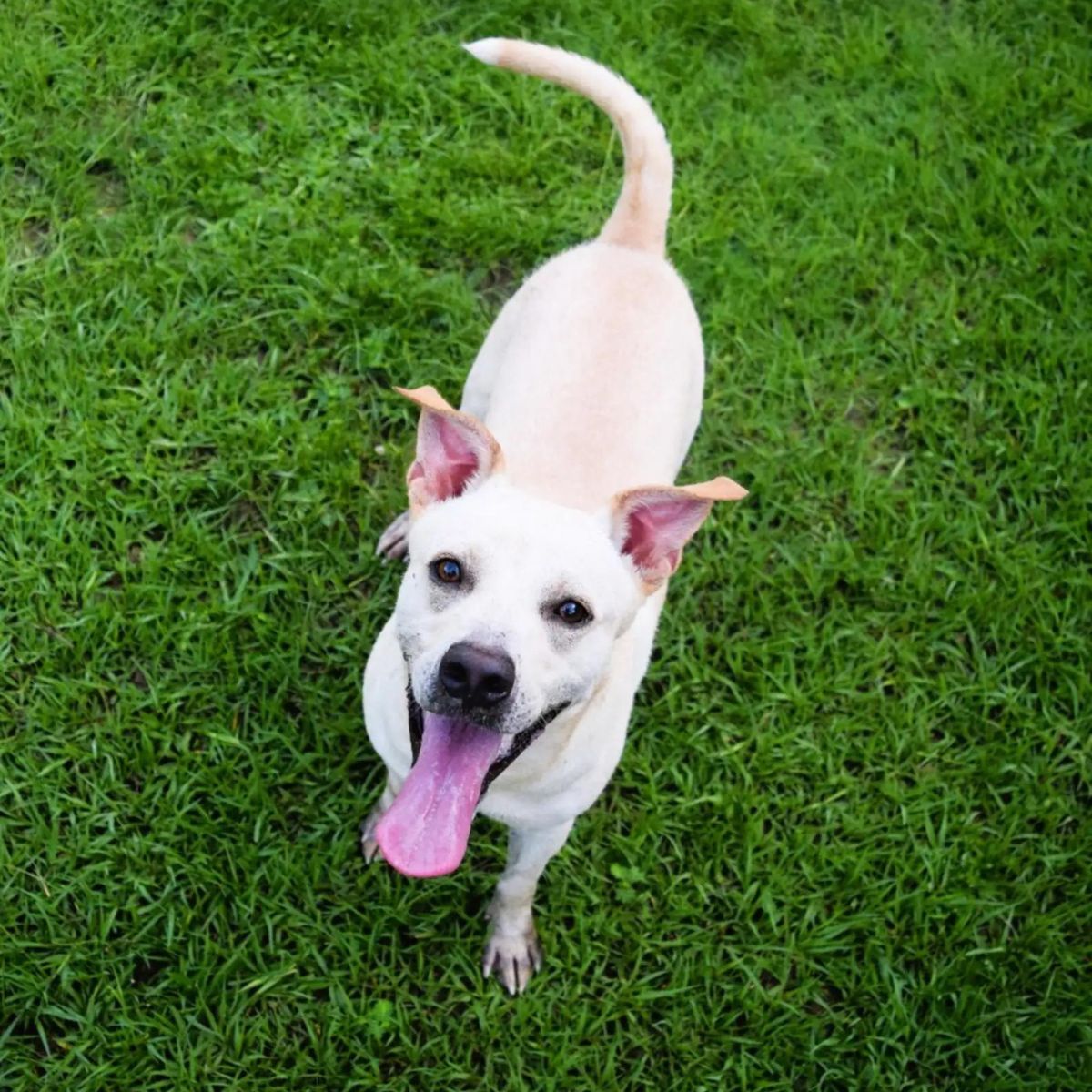 happy dog standing on green grass