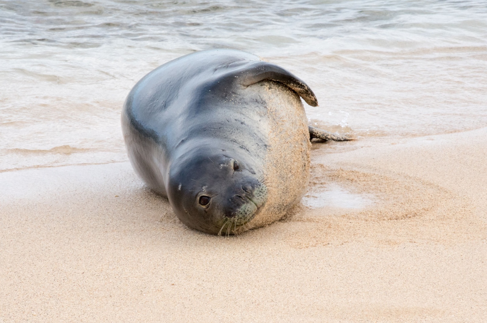 hawaiian monk seal