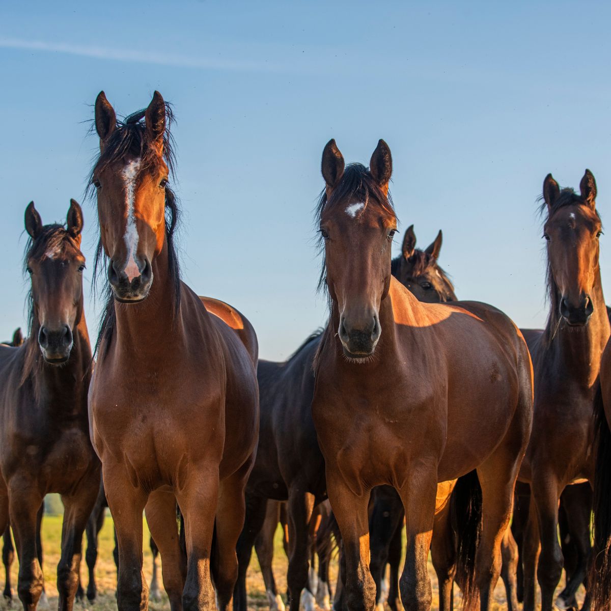 herd of horses standing