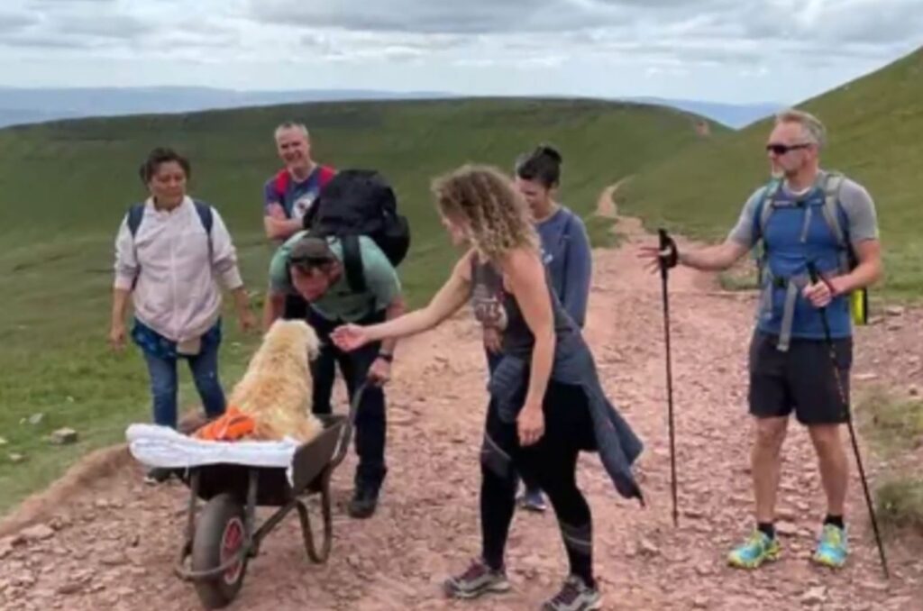 hikers drive a dog in a cart