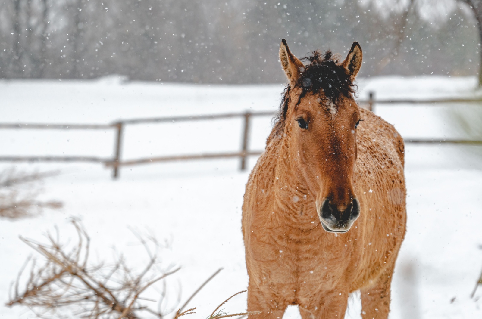 horse in snow