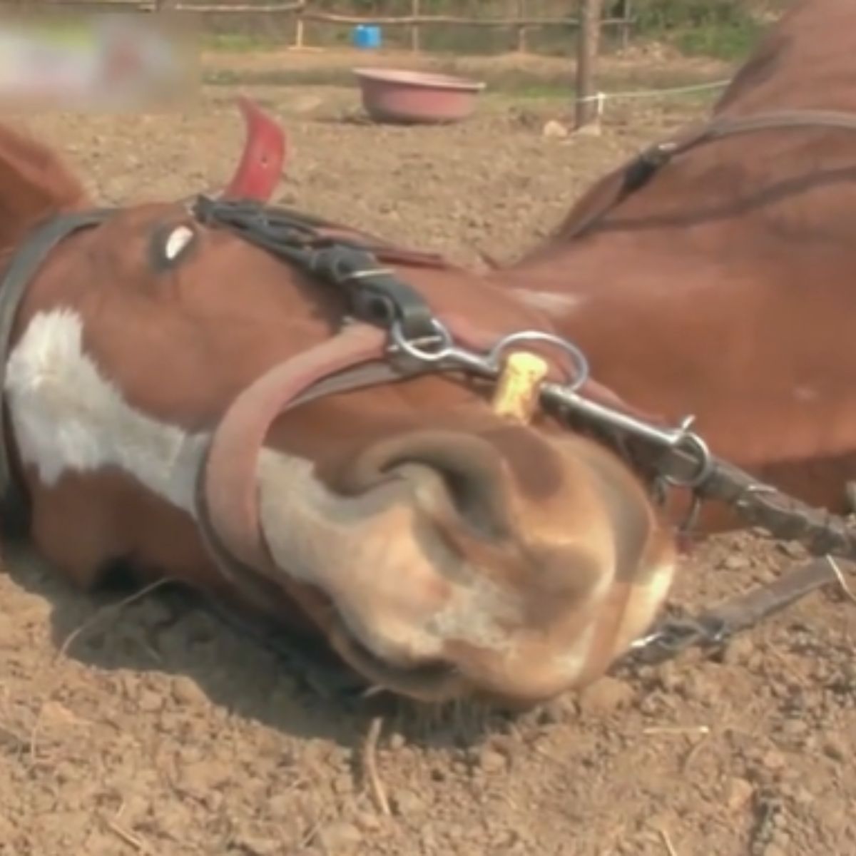 horse sleeping