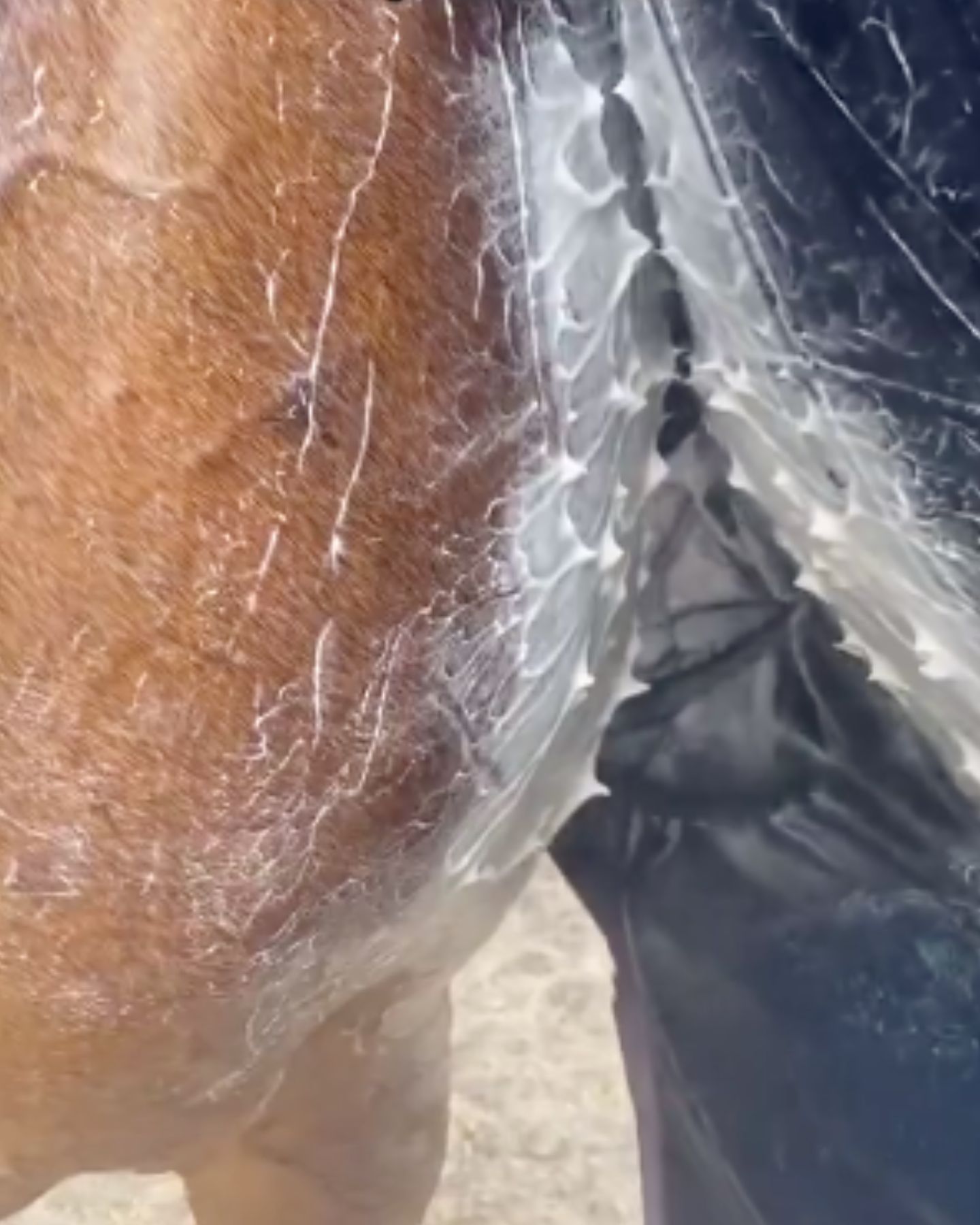 horse sweat