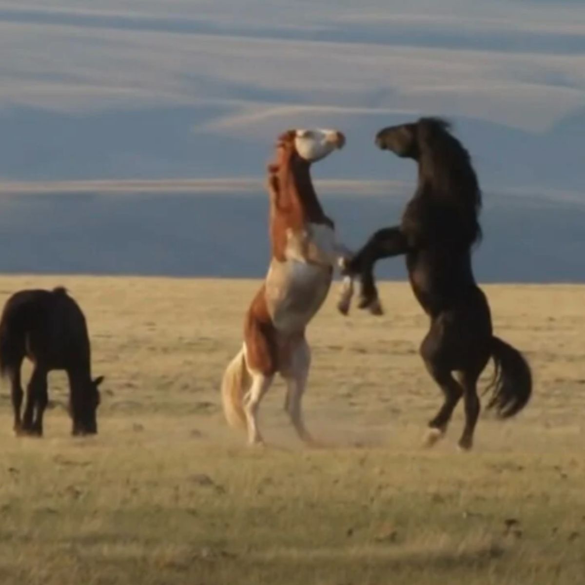 horses dancing