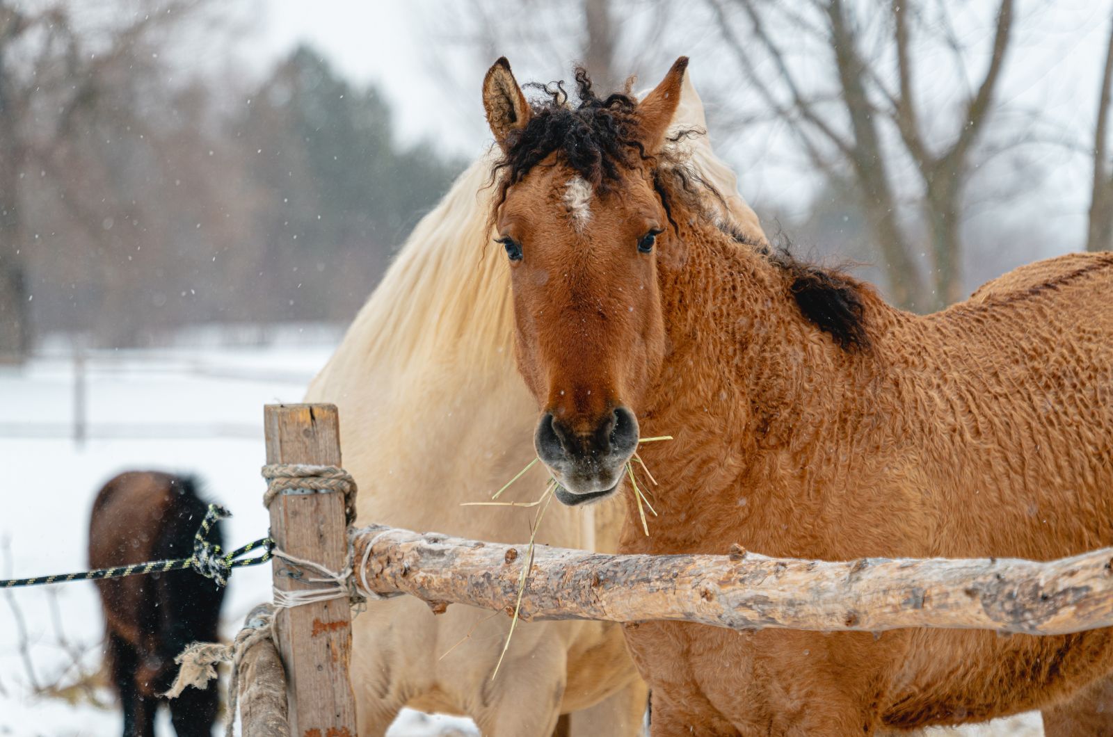 horses on a snowy day