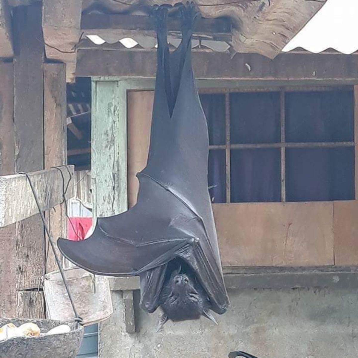 human sized bat