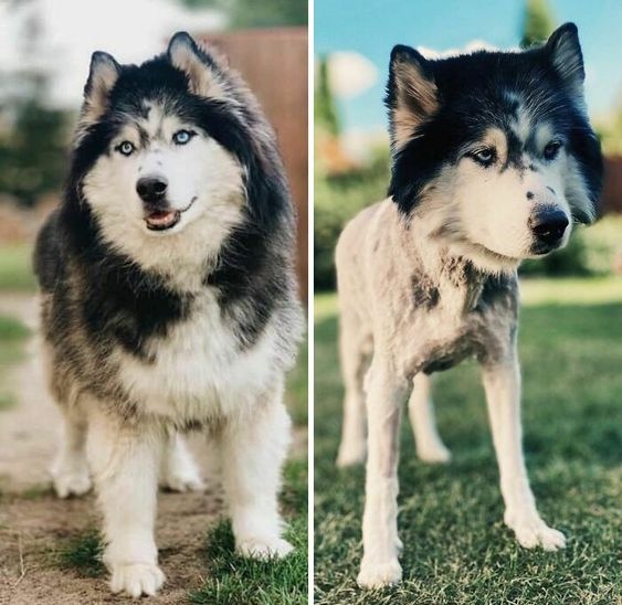 husky haircut