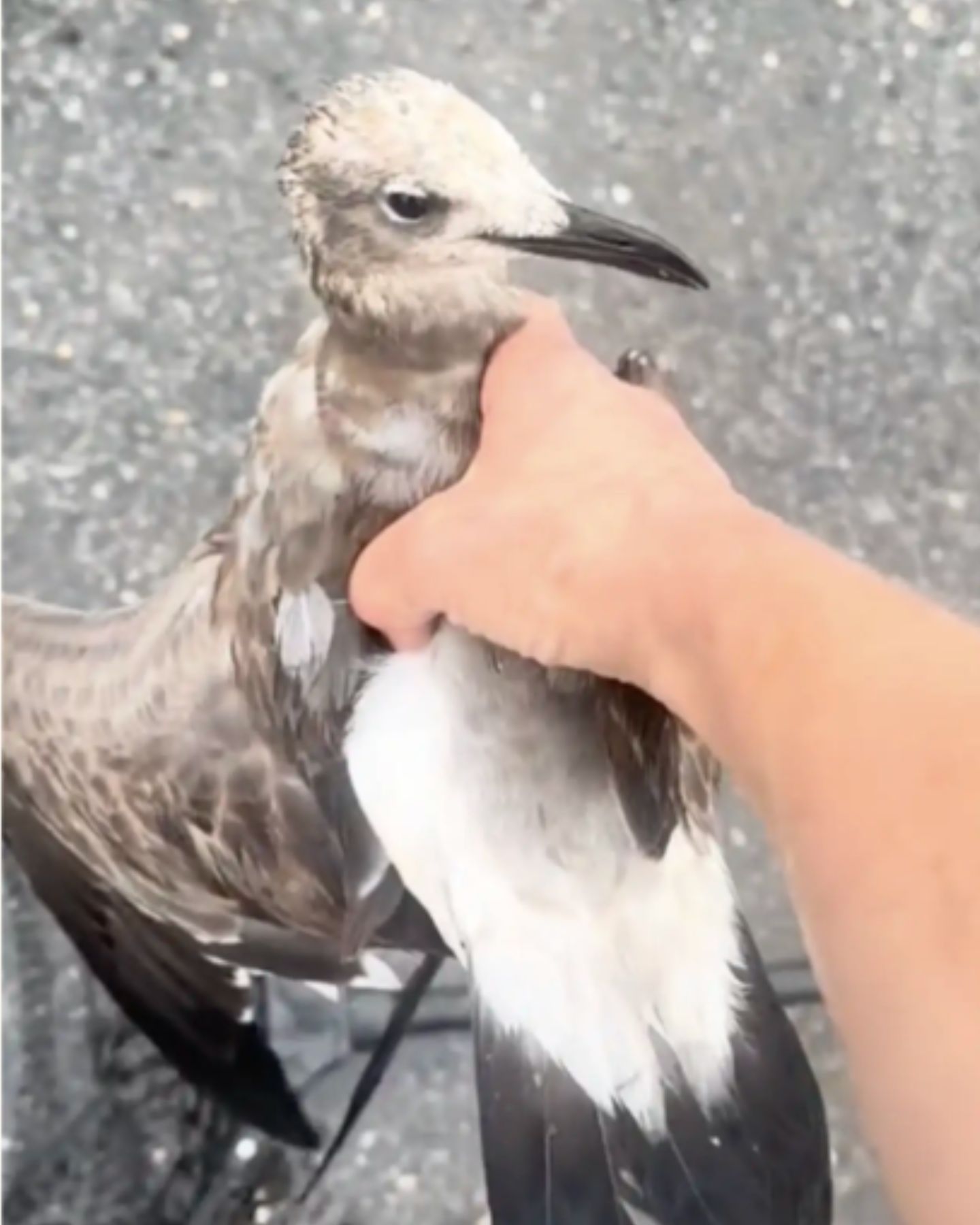 injured bird