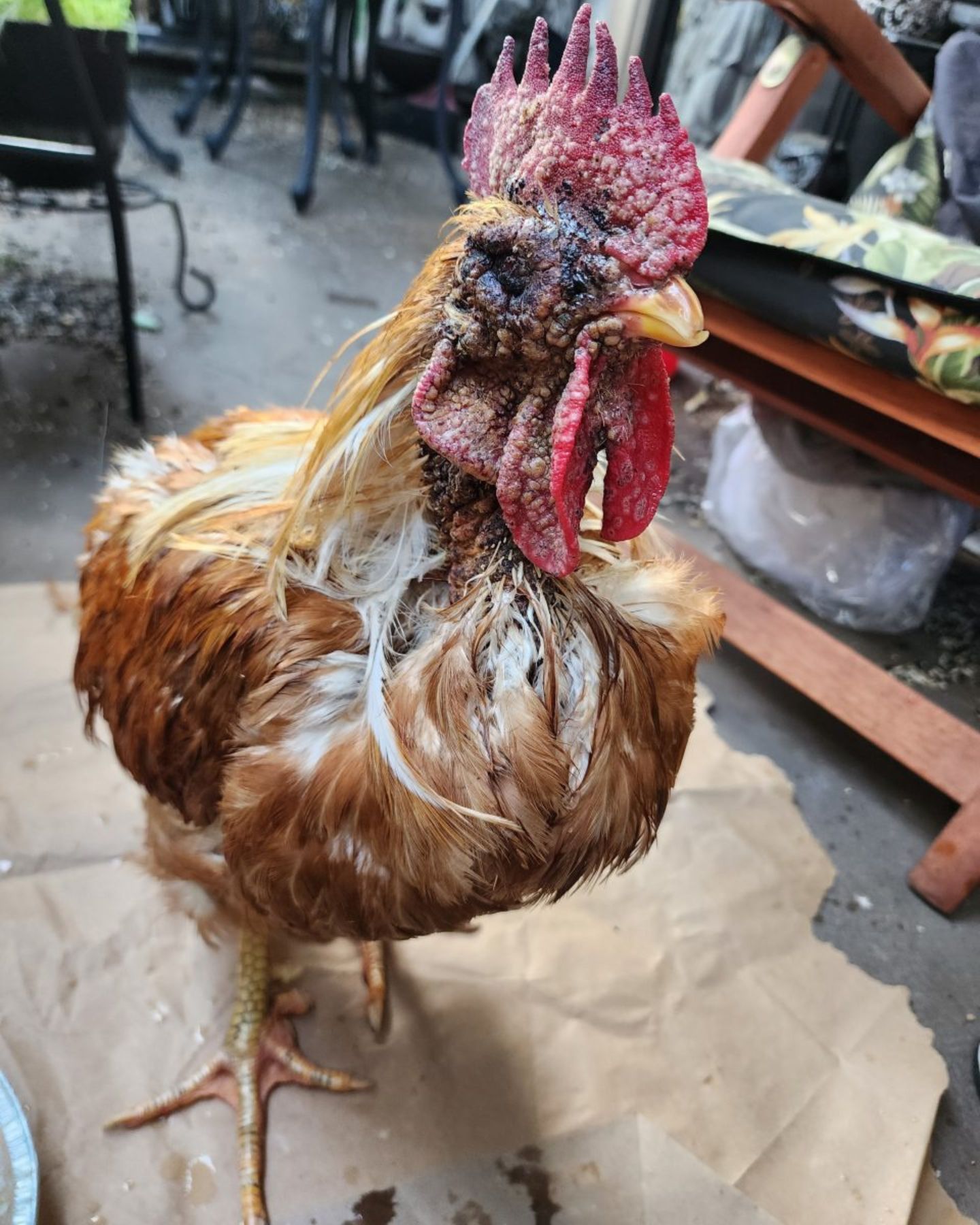 injured rooster