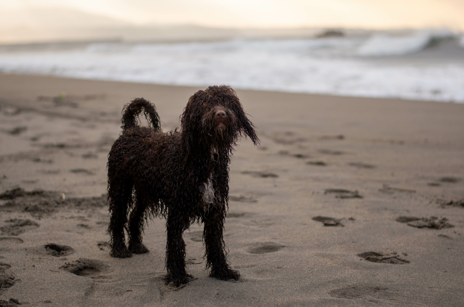 irish water spaniel