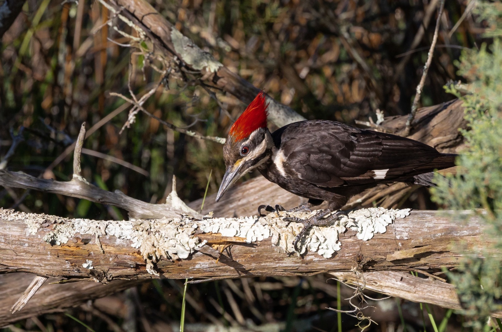 ivory billed woodpecker