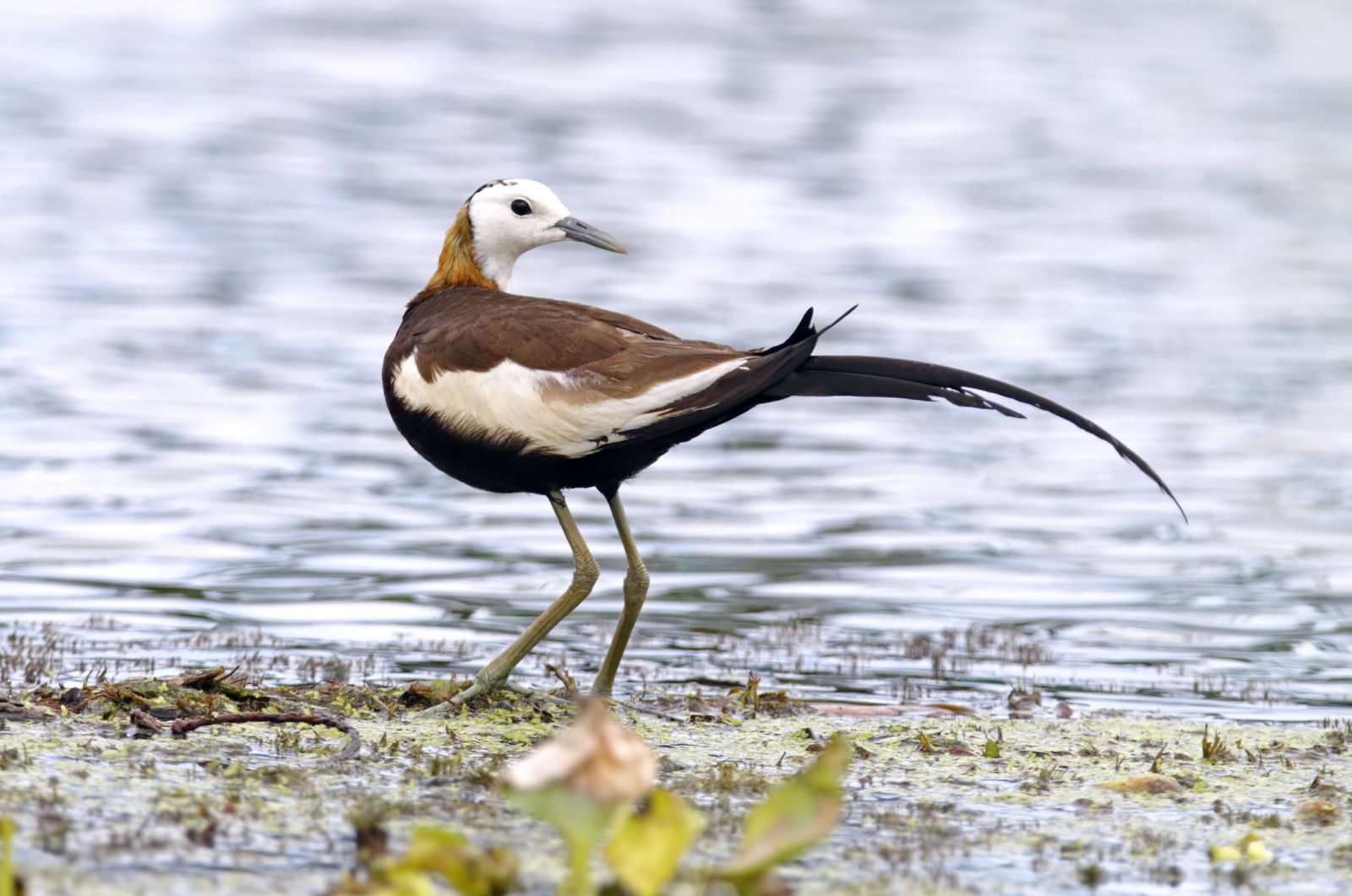 jacanas