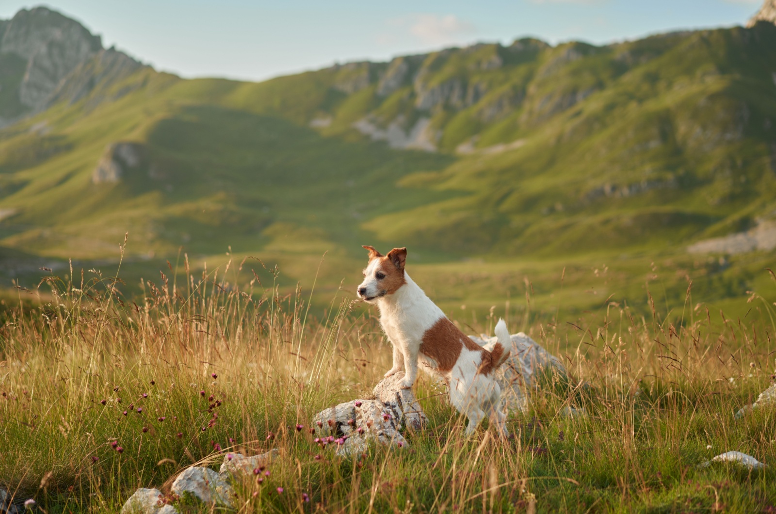 jack russell terrier