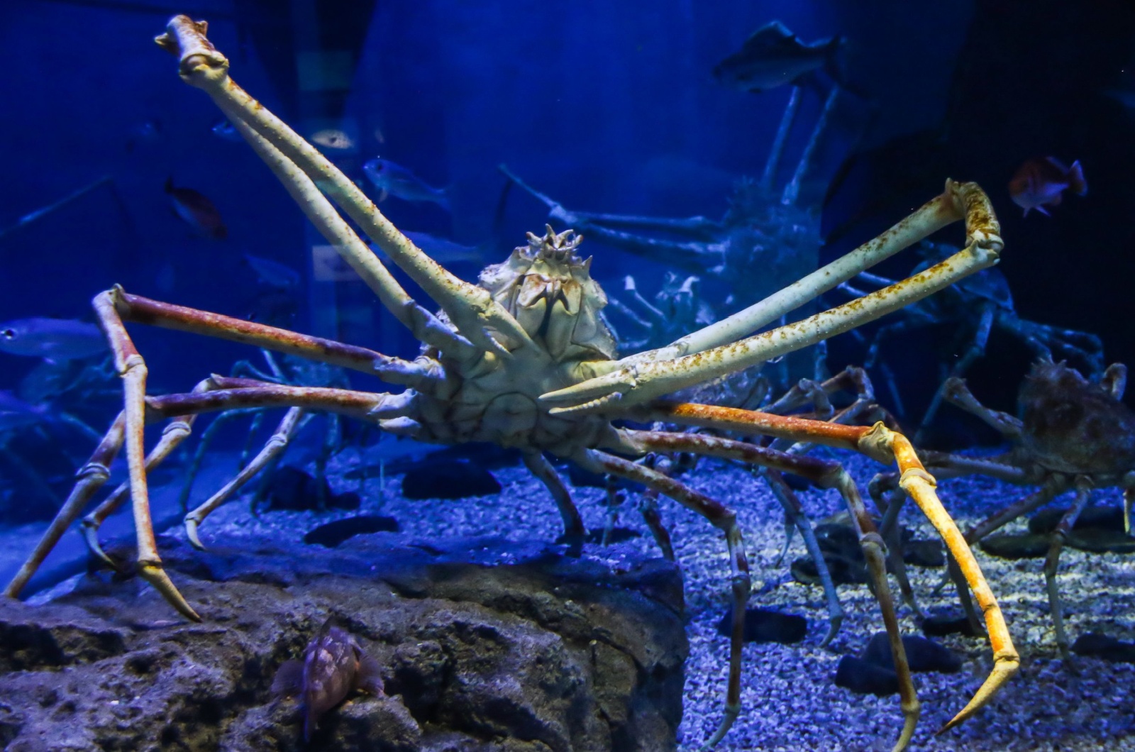 japanese spider crab