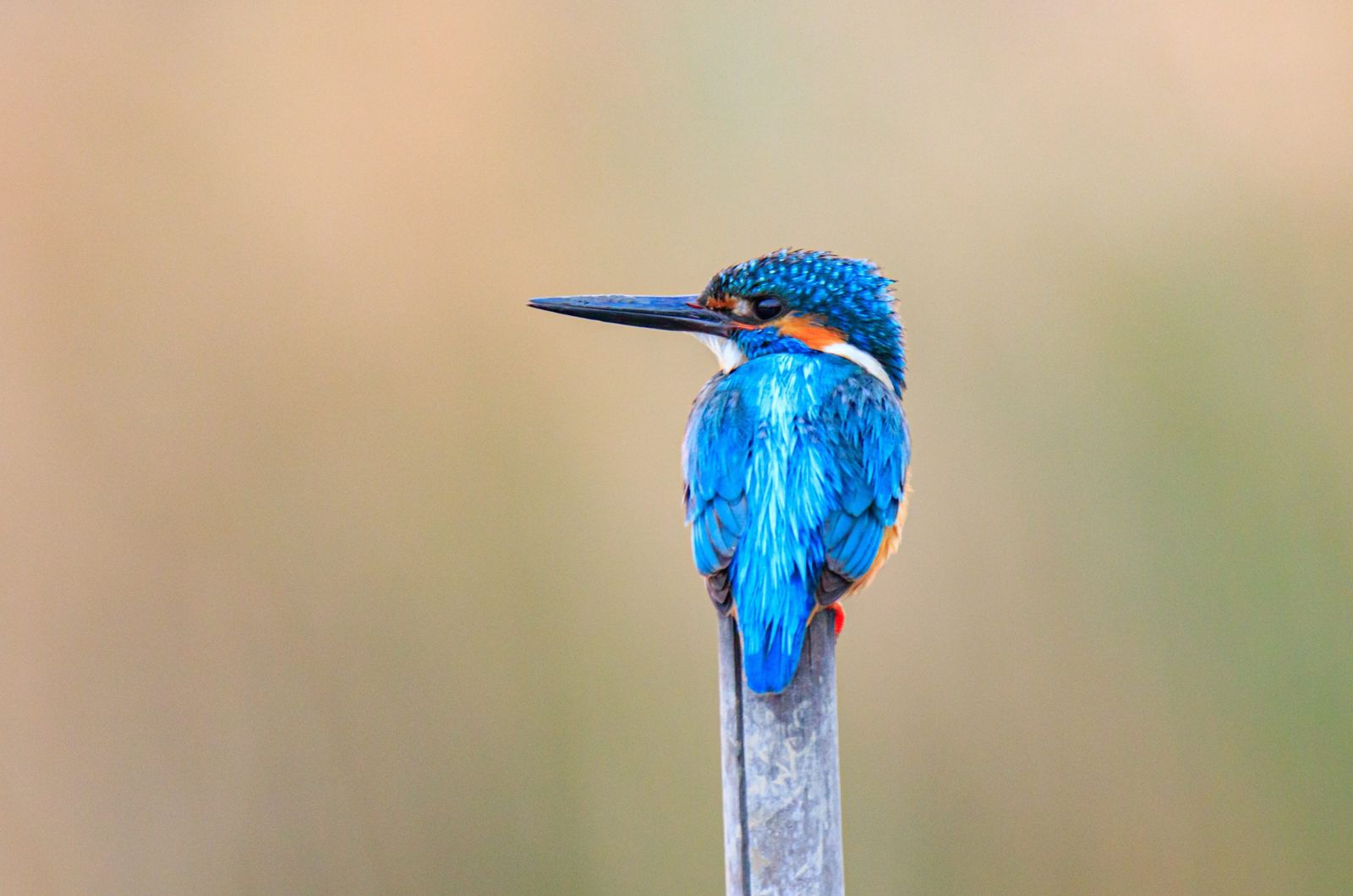 kingfisher bird perching