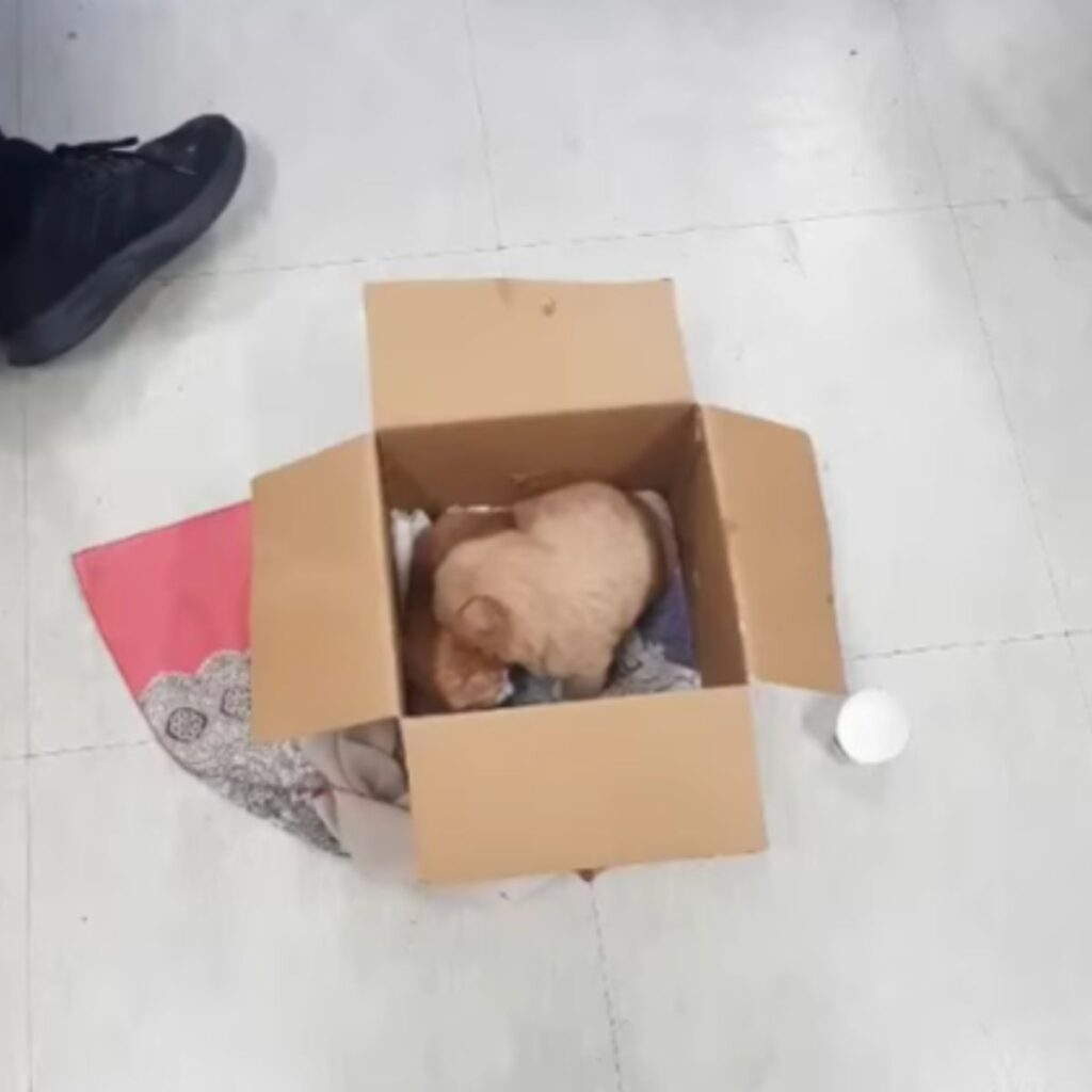 kittens and a dog in a box