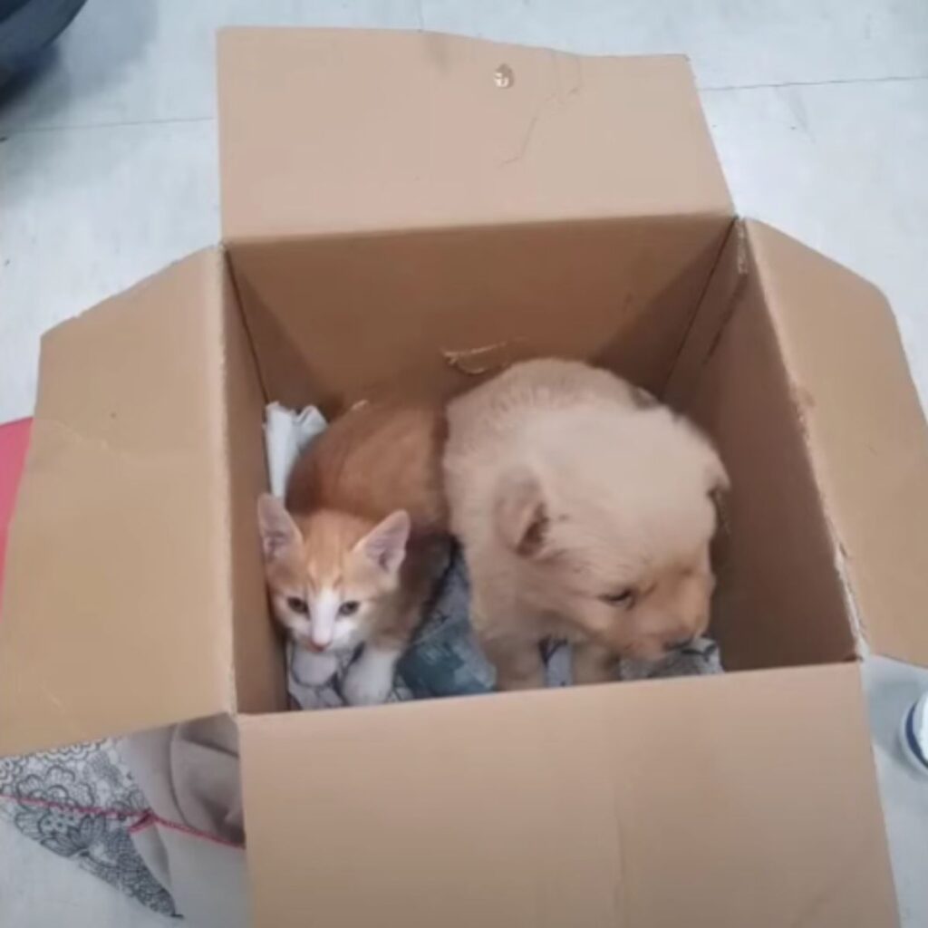 kittens and a dog in a cardboard box