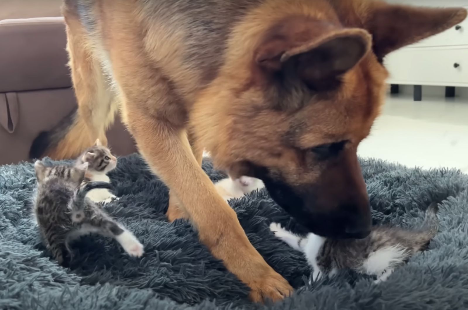 kittens lying in dogs bed