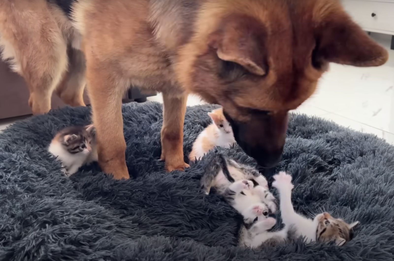 kittens playing with the dog