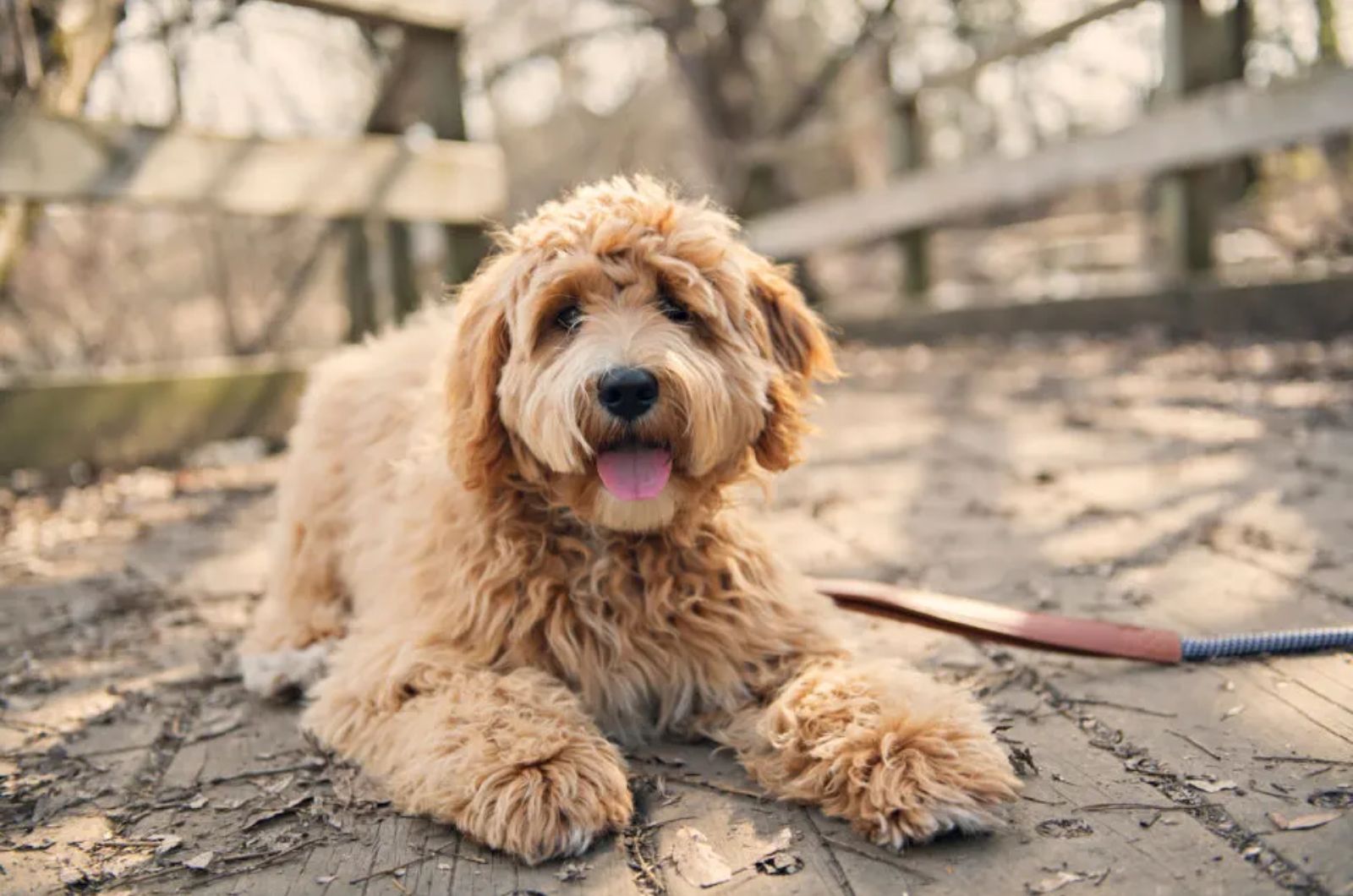 labradoodle in the street