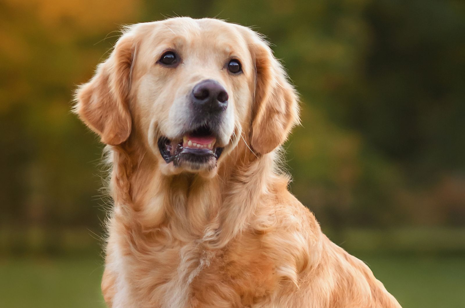 labrador dog