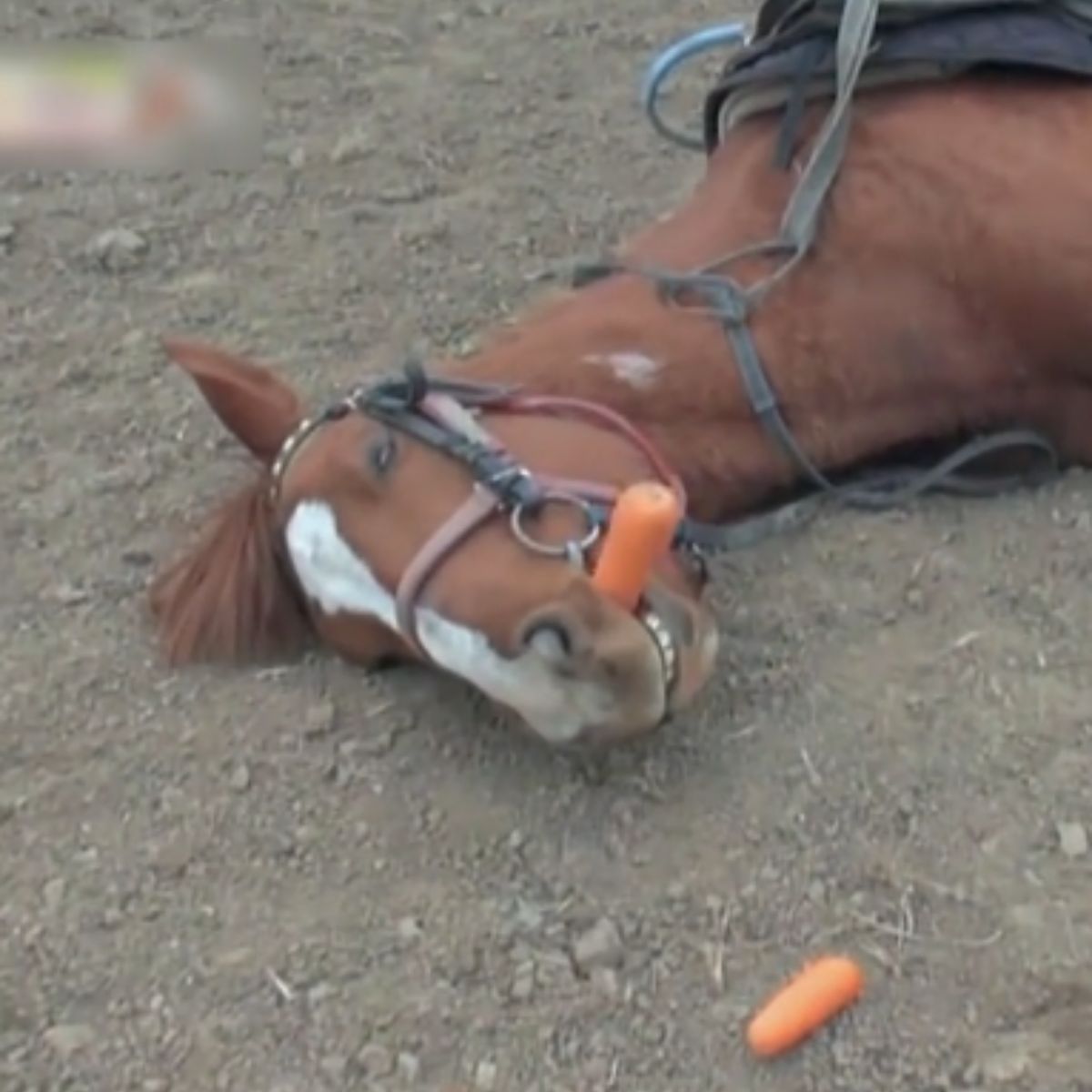 lazy horse laying down