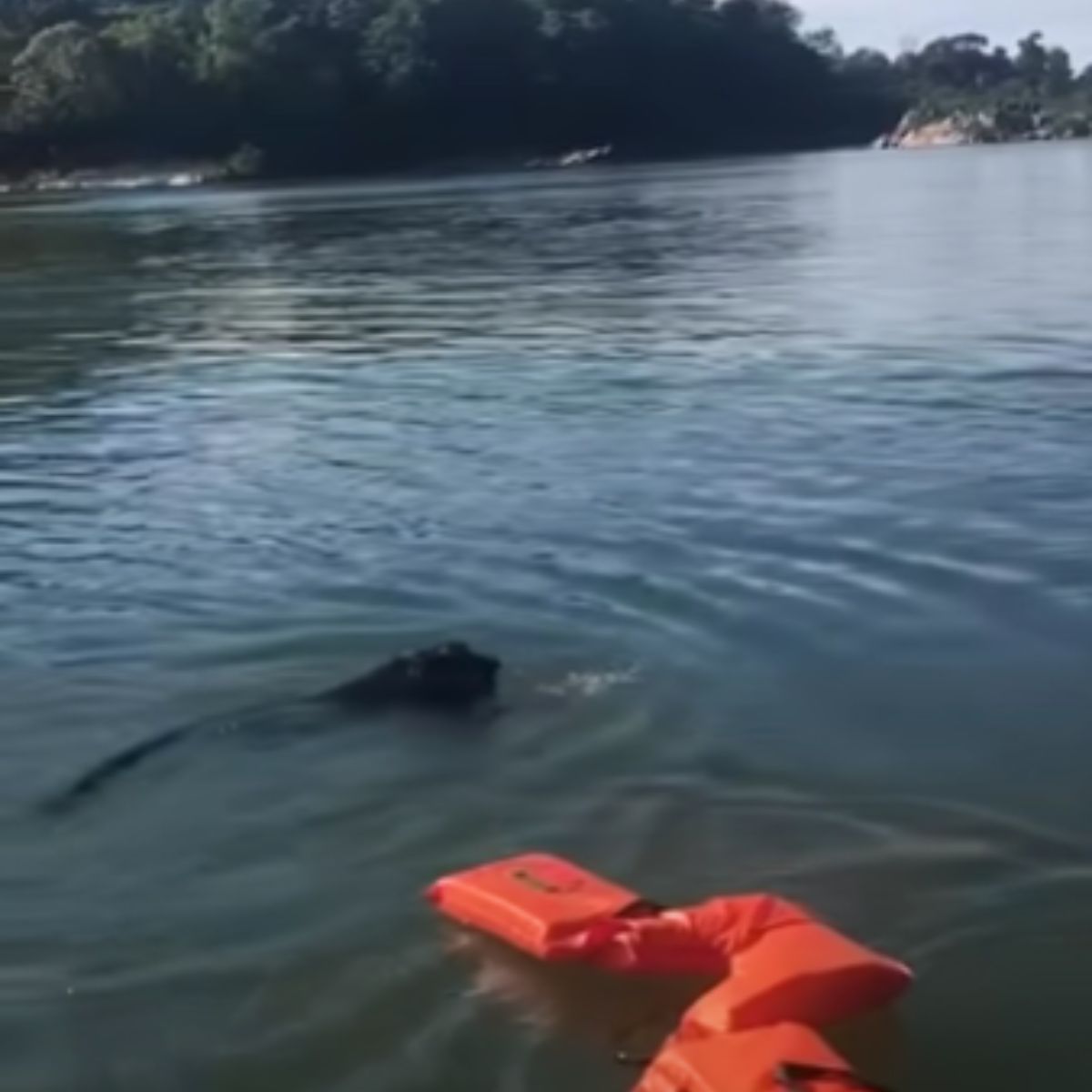 life jacket thrown in water to floating monkey