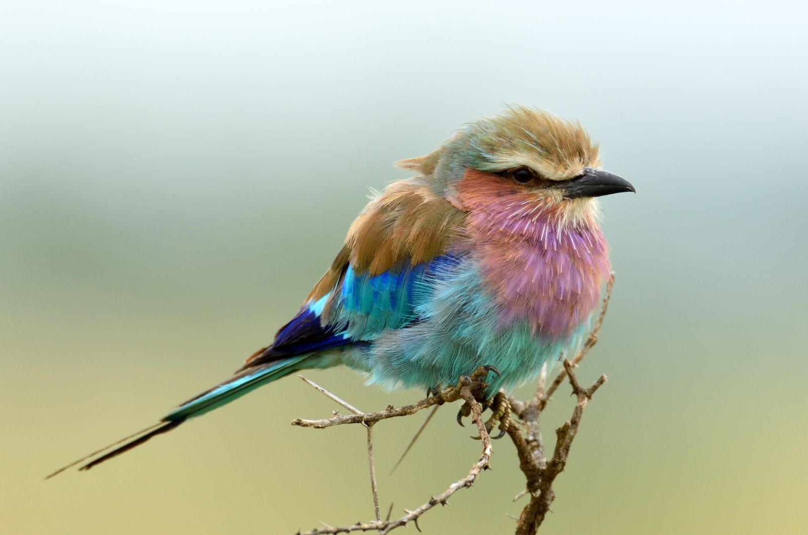 lilac breasted bird