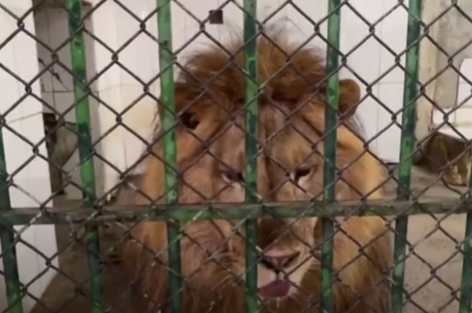 lion in cage