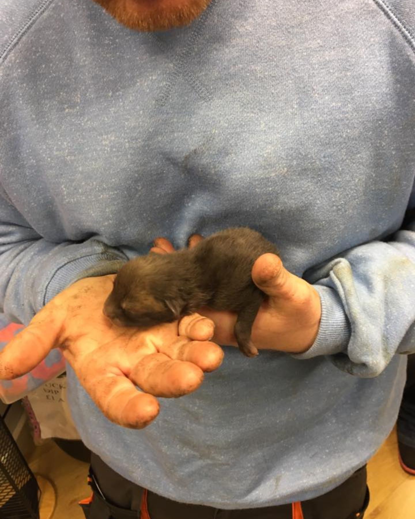 little fox cub in mans hands