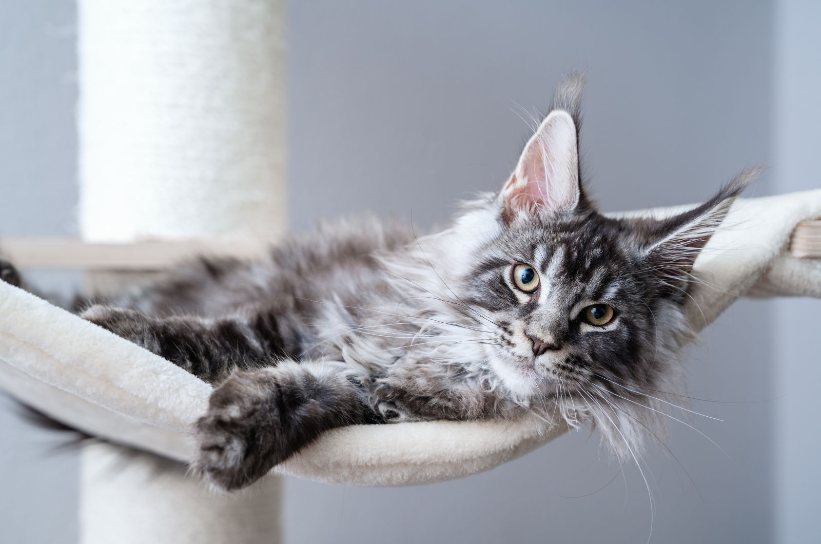 maine coon cat