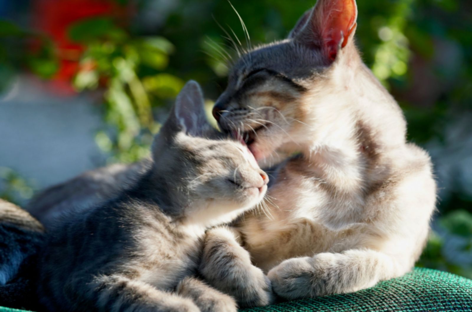 mama cat licking her baby cat