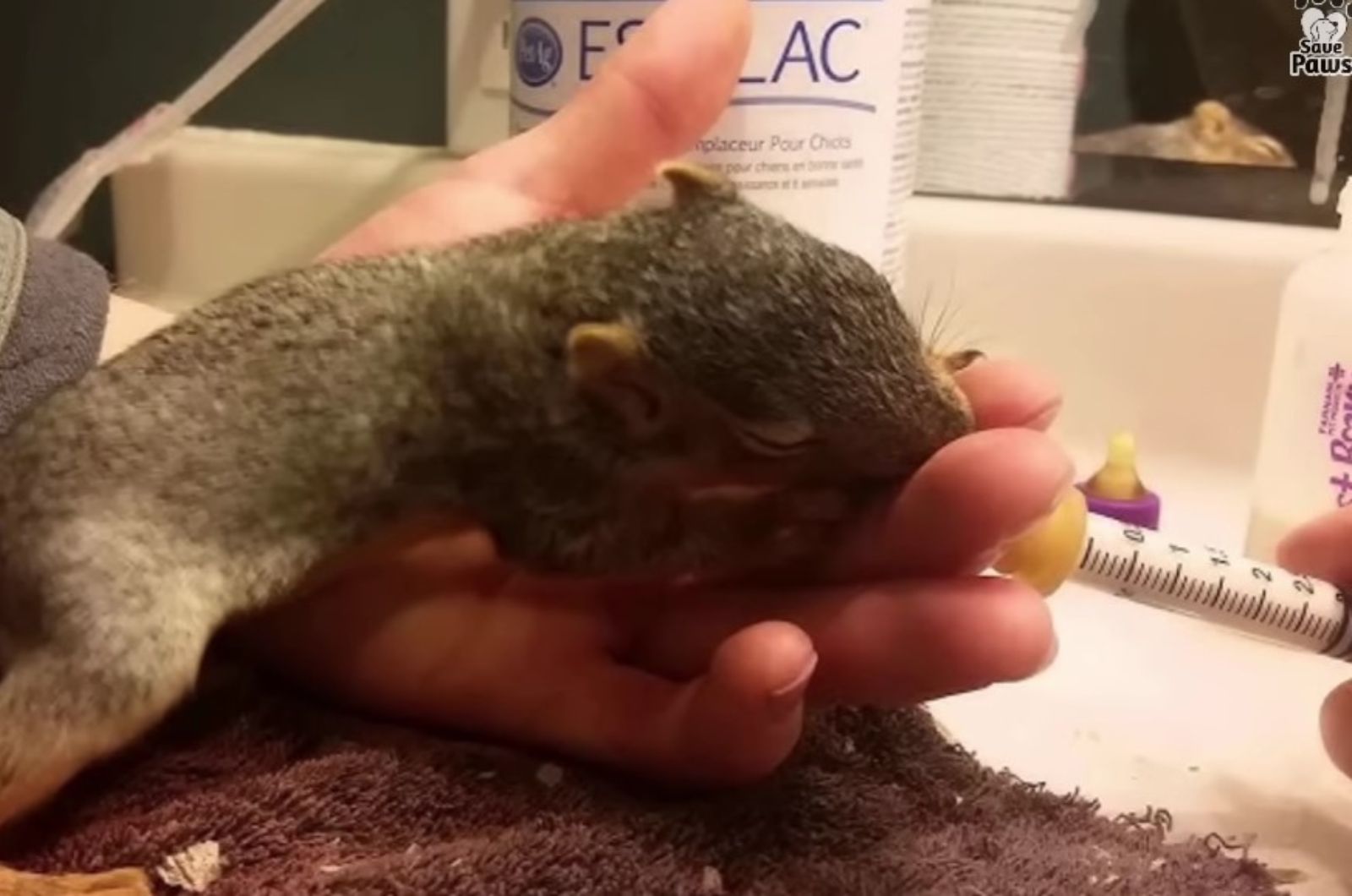 man feeding the squirrel