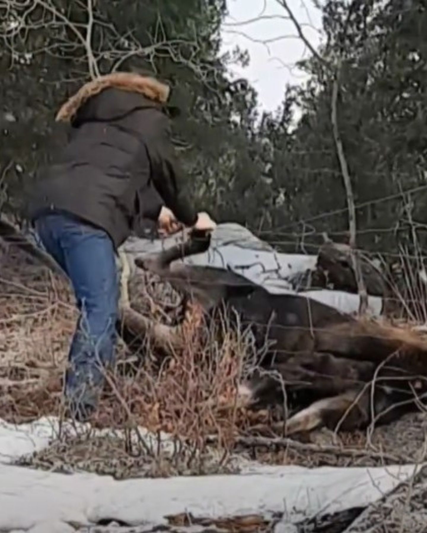 man helping the moose