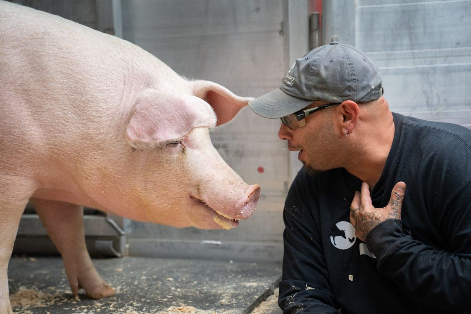 man looking at the pig