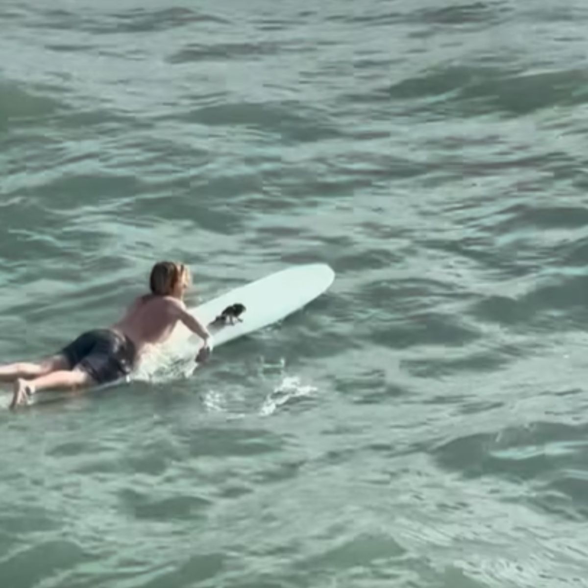 man on a surf board with a bird