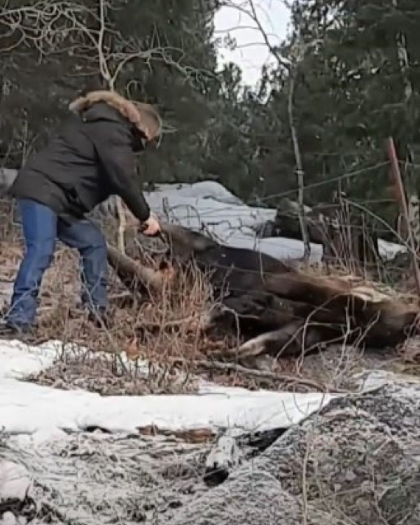 man rescuing the moose