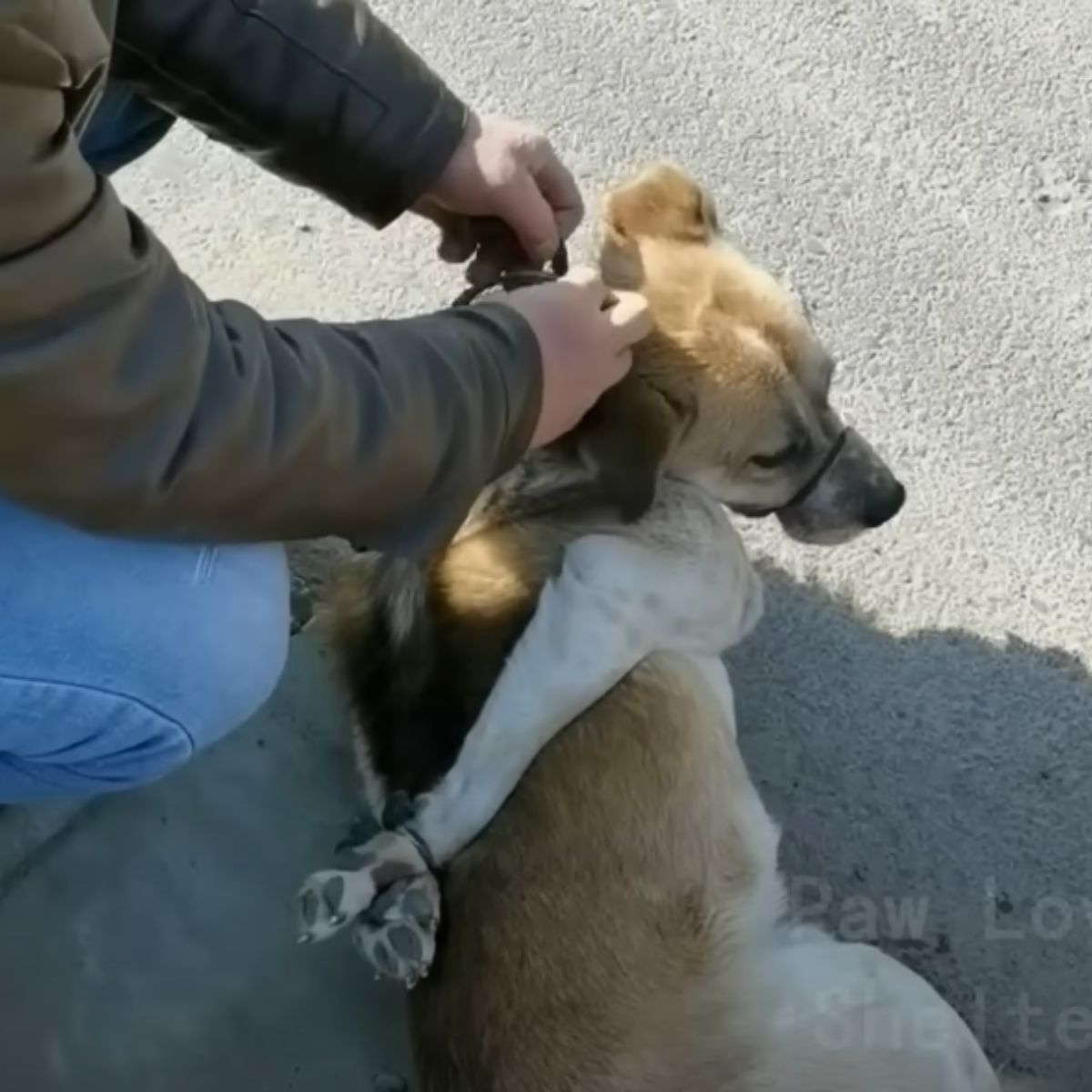 man untying a dog