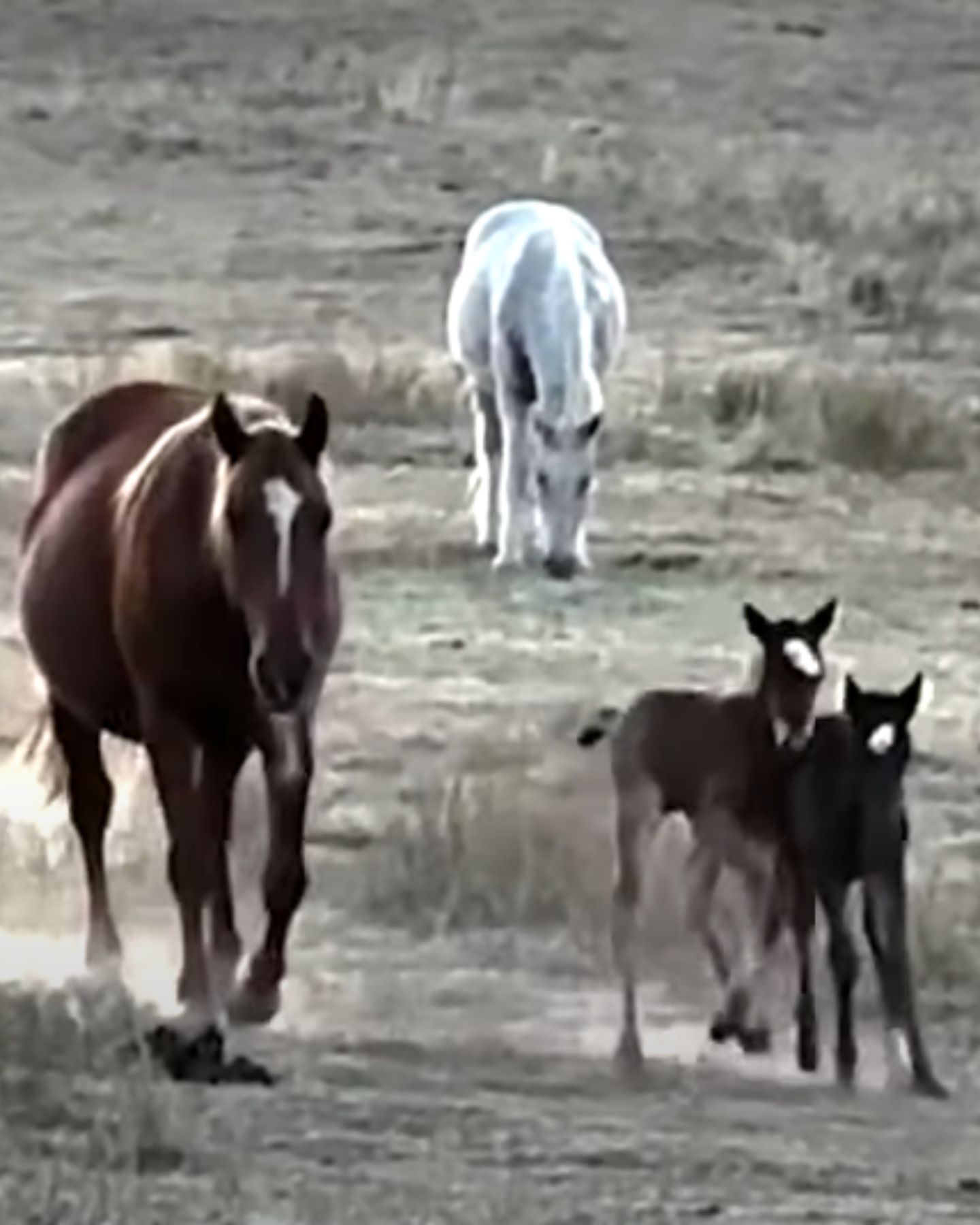 mare and twin colts on a pasture